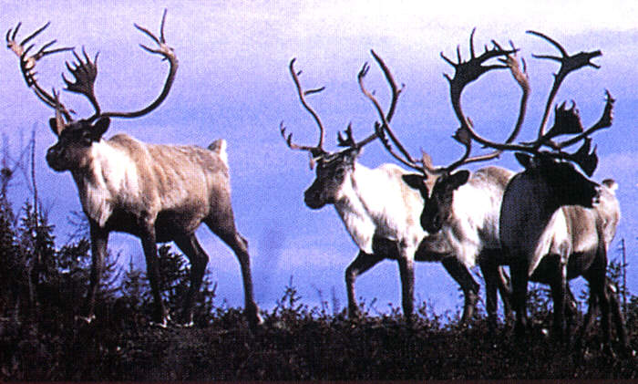 Photo of Caribou